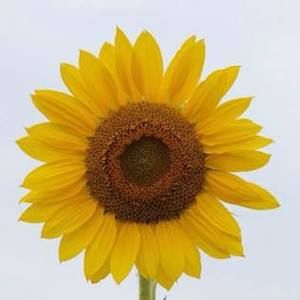 Meet your Posher, Suzanne