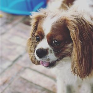 Meet your Posher, Victoria