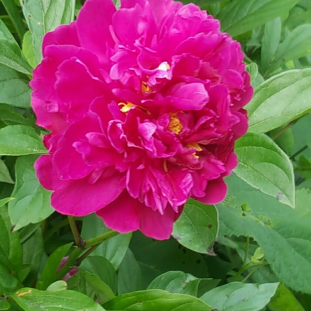 Meet your Posher, Olga