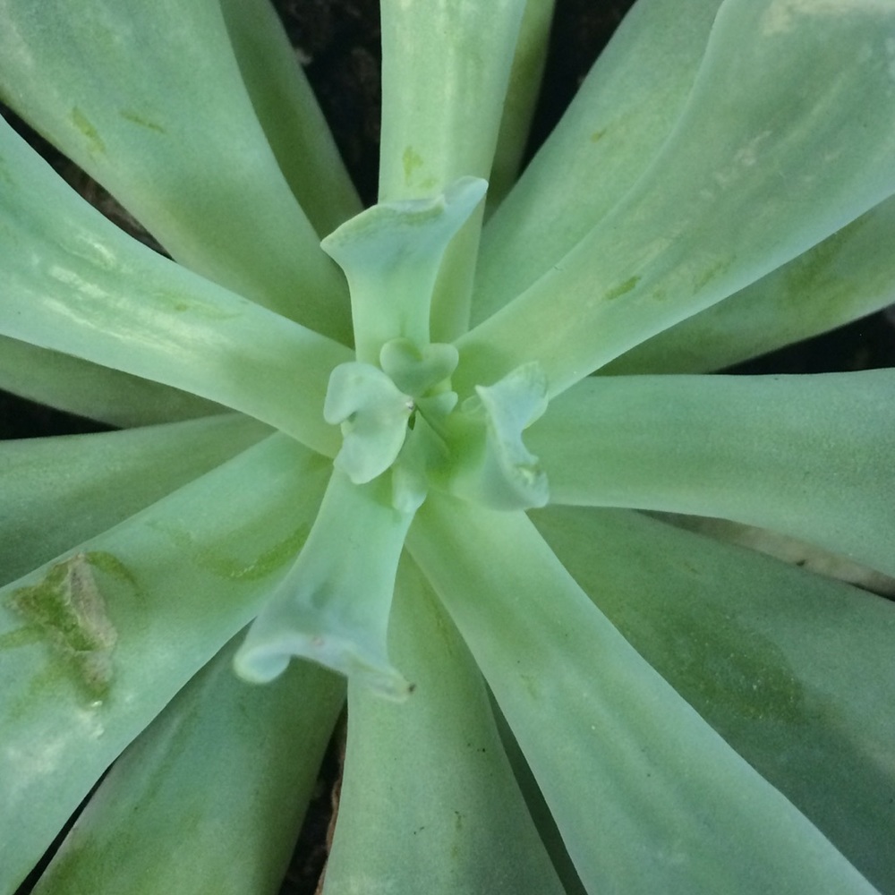 Meet your Posher, Ella