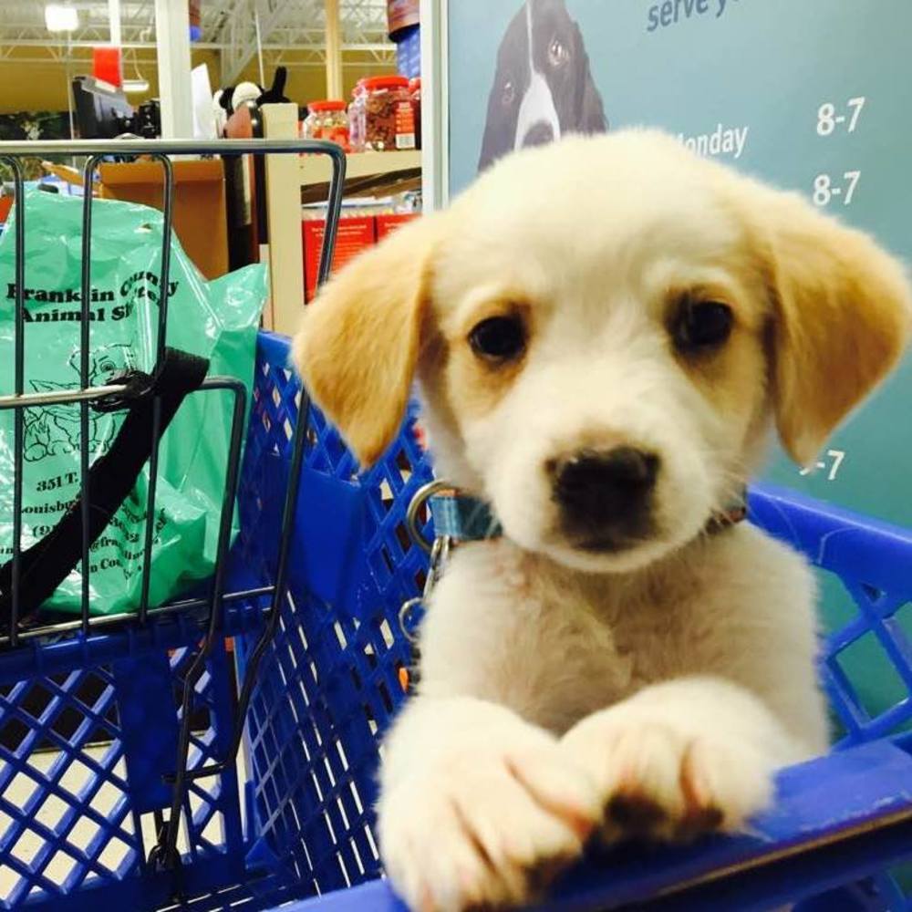 Meet your Posher, Darcy