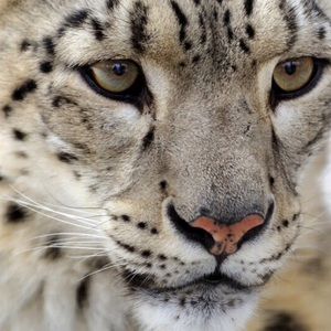 Meet your Posher, Young