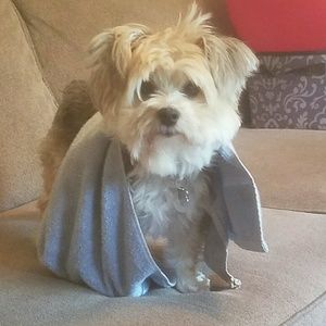 Meet your Posher, Autumn