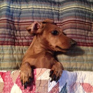 Meet your Posher, Samantha