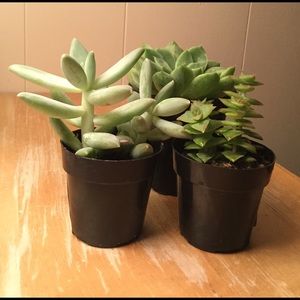 Meet your Posher, Jenny