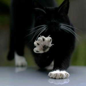 Meet your Posher, Judy