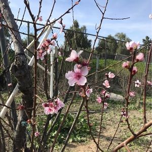 Meet your Posher, Lisset