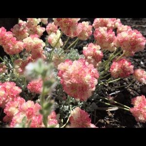 Meet your Posher, Emilia