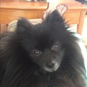 Meet your Posher, Gigi