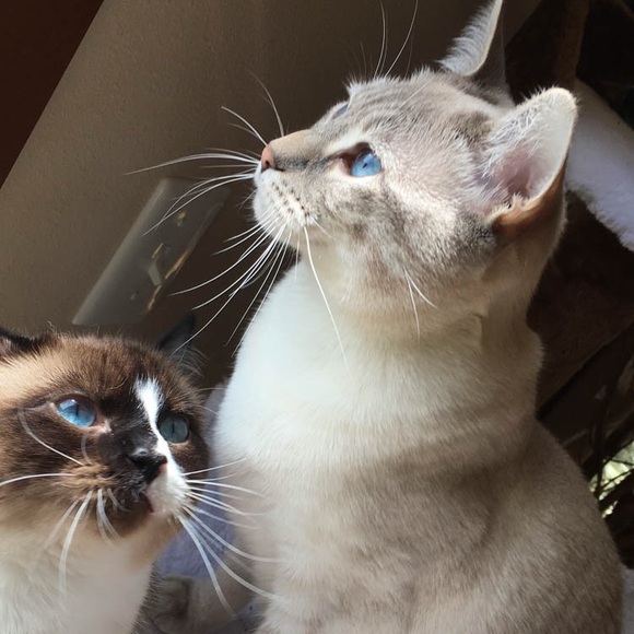 🥂Hey Posh Sisters 🥂HELP me reach my 20k goal 🥂 - Picture 5 of 7