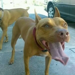 Meet your Posher, Charles