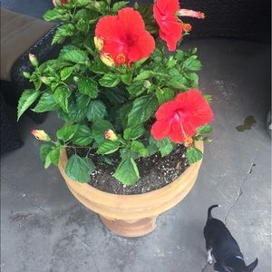 Meet your Posher, Kellie