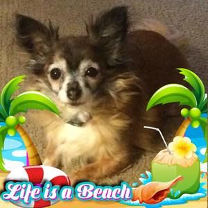 Meet your Posher, Lisa