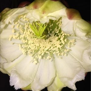 Meet your Posher, Carolina