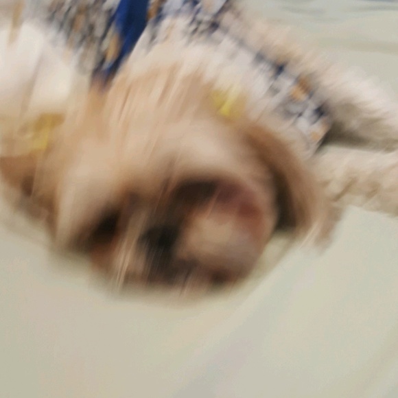 Meet your Posher, Donna - Picture 4 of 8