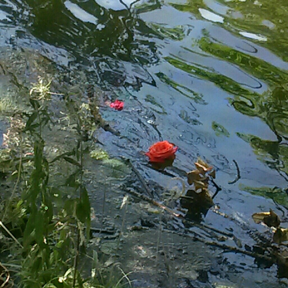 Meet your Posher, Dana