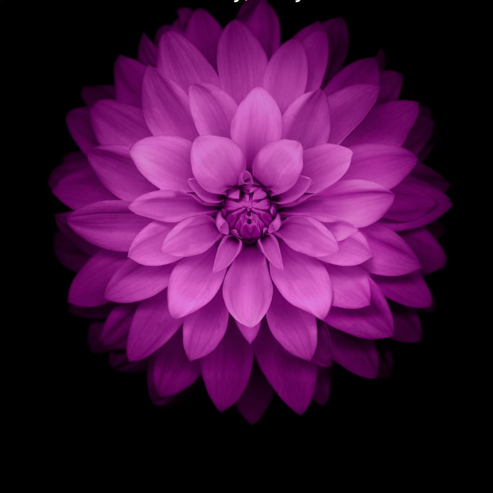 Meet your Posher, Monique