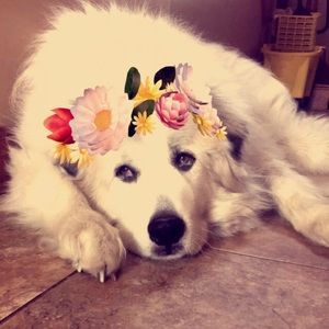 Meet your Posher, Kailee