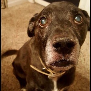 Not For Sale My Girl Molly ❤️