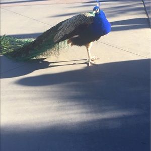 Meet your Posher, Iordana