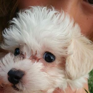 Meet your Posher, Evanson