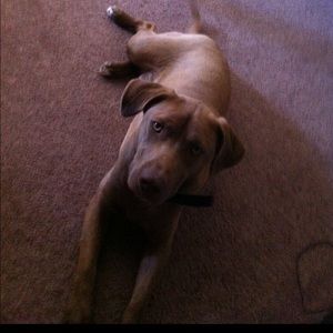 Meet your Posher, Junior