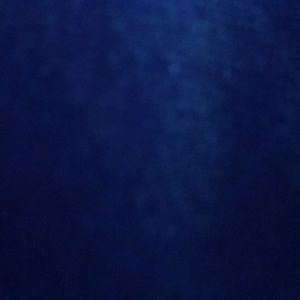 Meet your Posher, Denesha