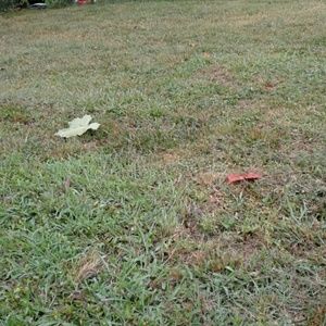 Meet your Posher, Alinis