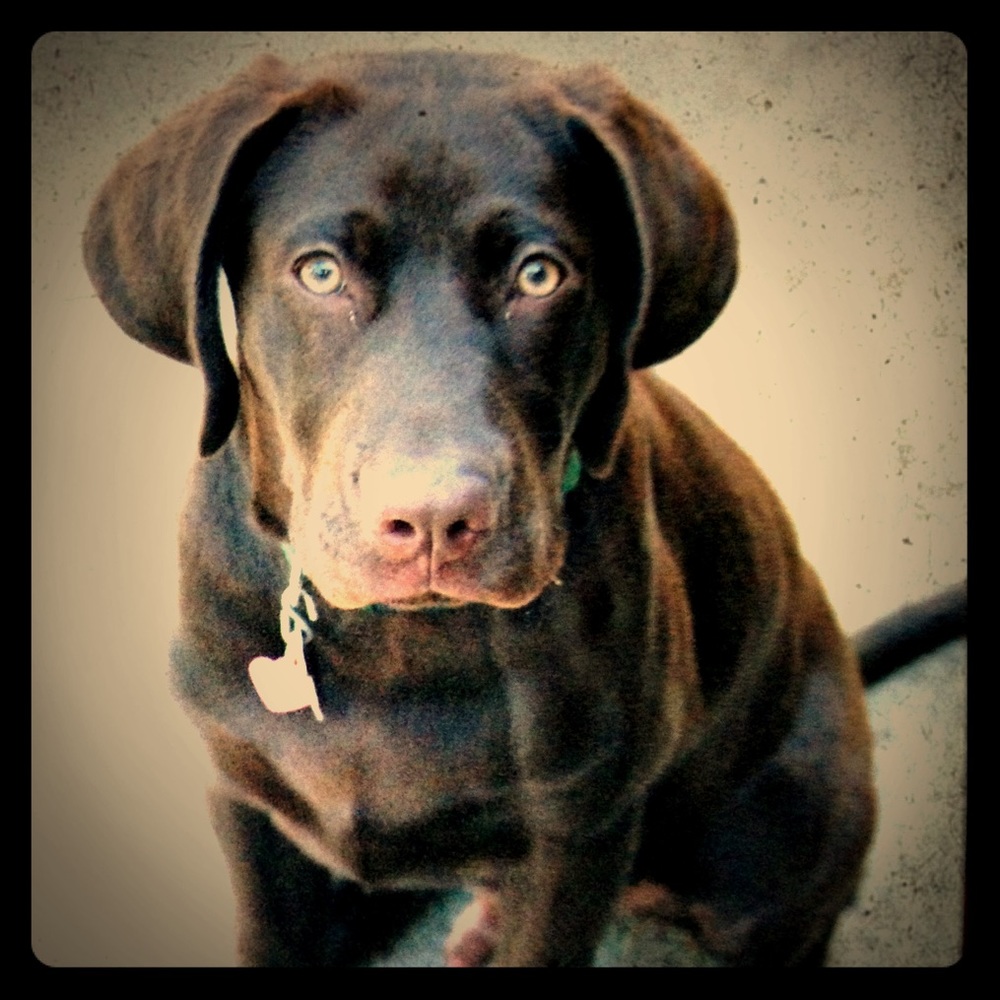 Best chocolate lab ever