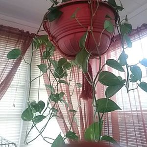 Meet your Posher, Tywone