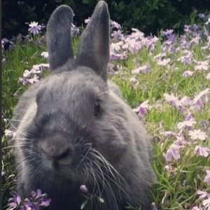 Meet your Posher, Rose