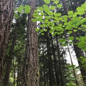 Meet your Posher, Brock