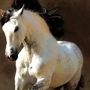 Meet your Posher, Jane