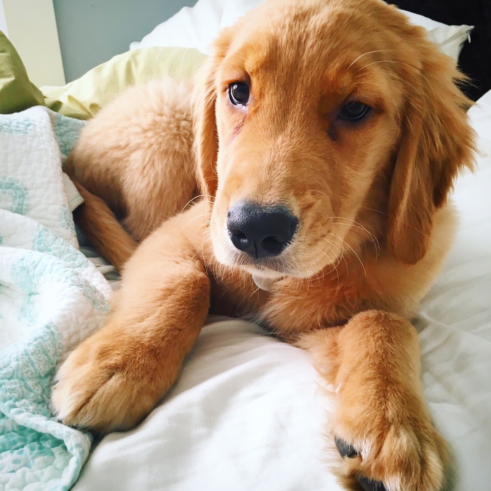 Meet your Posher, Emma