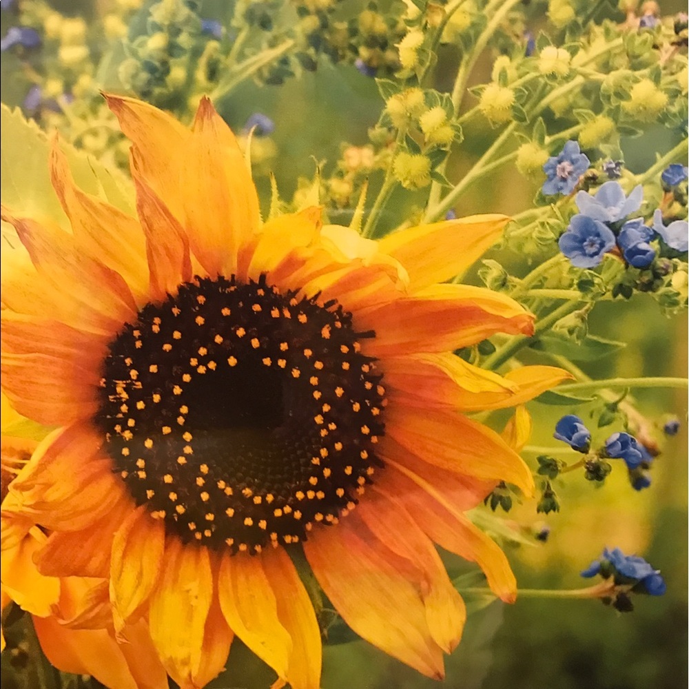 OFFERS Welcomed  🌻💕🌻💕🌻