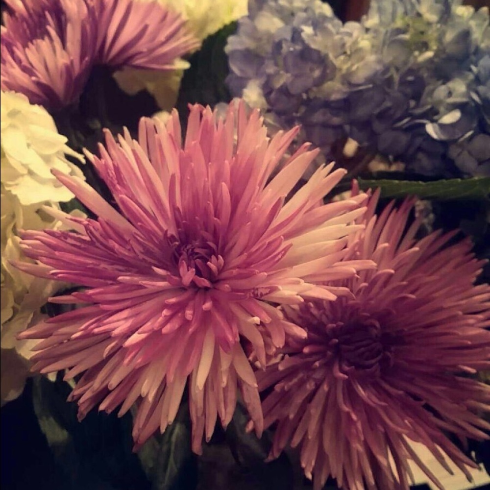 Meet your Posher, Eleyeen