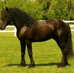 Meet your Posher, Marissa