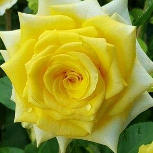 Meet your Posher, Leilani