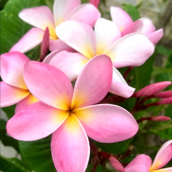 Meet your Posher, Danielle - Picture 5 of 8