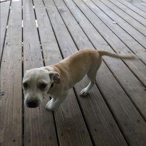 Meet your Posher, Brandy