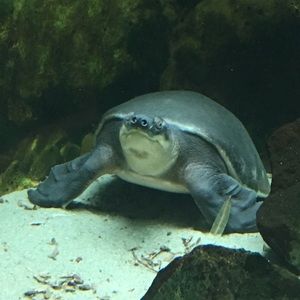 Meet your Posher, Chad