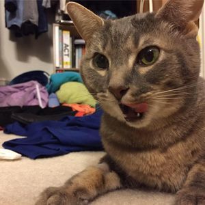 Meet your Posher, Alice