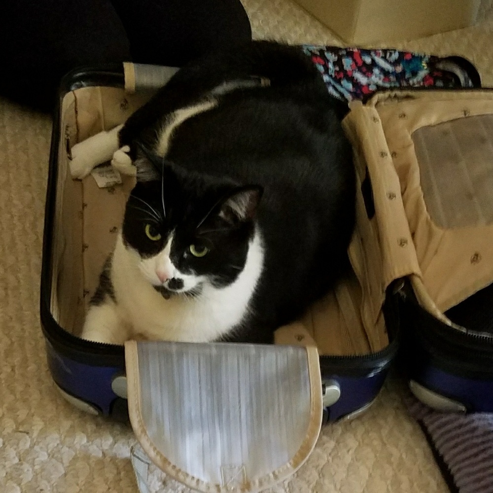 Can't delete posting, so here's my cat Beanie