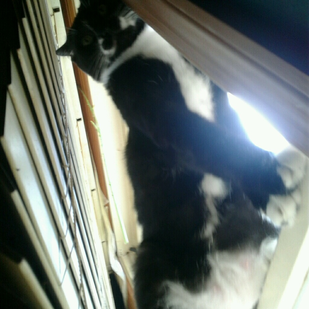 Meet your Posher, Kim