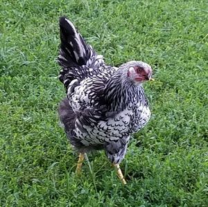 Meet your Posher, Karen