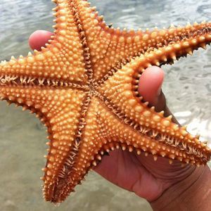 Meet your Posher, Dona