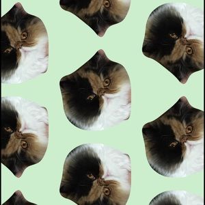 Meet your Posher, Saralyn