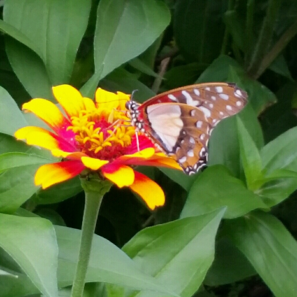 Meet your Posher, Linda