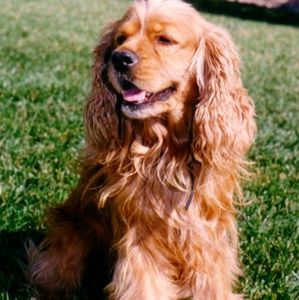 Meet your Posher, Bonnie