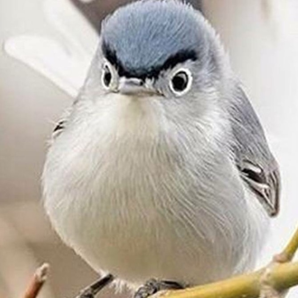 Meet your Posher, Robin